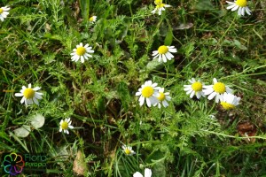 Anthemis_cotula (6)7